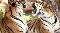 Bengal Tigers3403313235 200x110 - Bengal Tigers - tigers, Tiger, Bengal